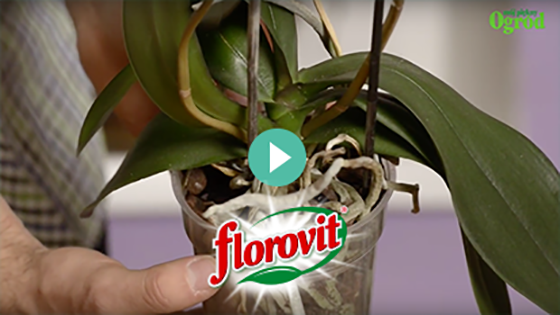 Przesadzanie storczyka